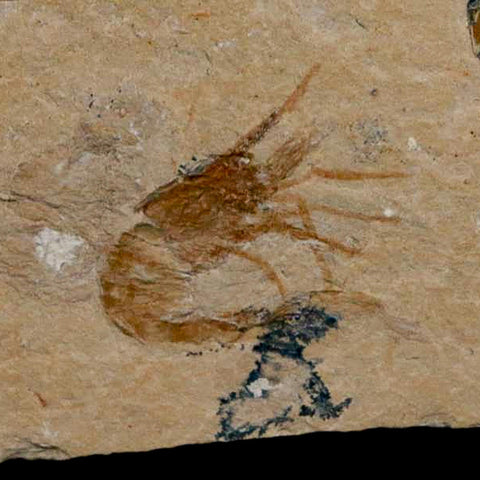 3 Three Fossil Shrimp Carpopenaeus Cretaceous Age 100 Mil Yrs Old Lebanon COA