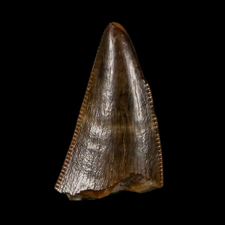 0.7" Tyrannosaurus Rex Fossil Tooth Tip Lance Creek Cretaceous Dinosaur WY COA