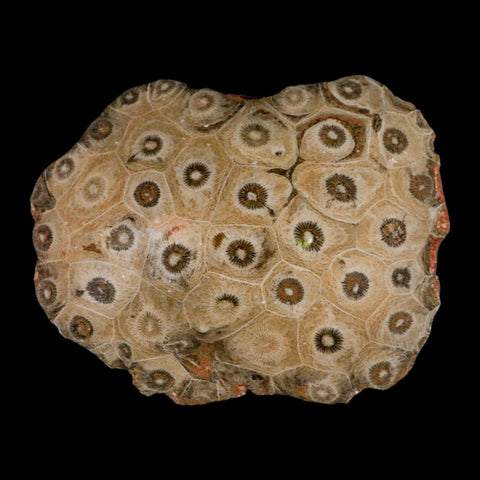 4.2" Polished Hexagonaria Coral Fossil Devonian Age 350 Million Yrs Old Morocco - Fossil Age Minerals