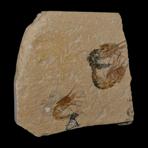 3 Three Fossil Shrimp Carpopenaeus Cretaceous Age 100 Mil Yrs Old Lebanon COA