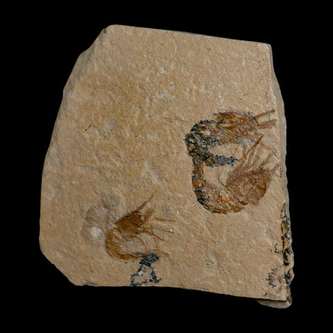 3 Three Fossil Shrimp Carpopenaeus Cretaceous Age 100 Mil Yrs Old Lebanon COA