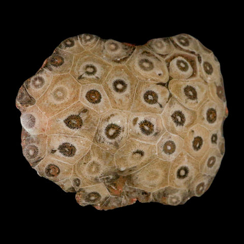 4.2" Polished Hexagonaria Coral Fossil Devonian Age 350 Million Yrs Old Morocco - Fossil Age Minerals