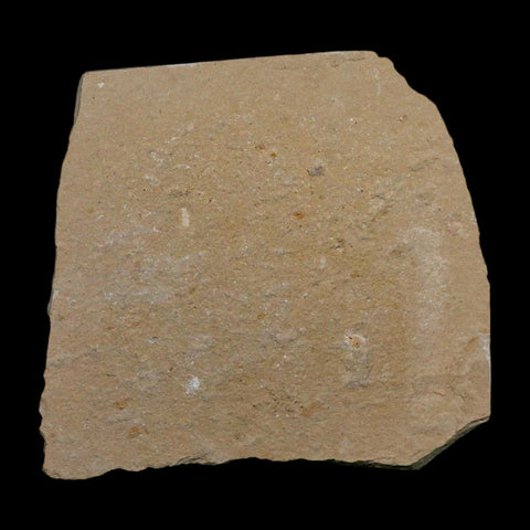 3 Three Fossil Shrimp Carpopenaeus Cretaceous Age 100 Mil Yrs Old Lebanon COA