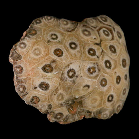 4.2" Polished Hexagonaria Coral Fossil Devonian Age 350 Million Yrs Old Morocco - Fossil Age Minerals