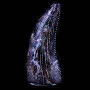 0.5" Dakotaraptor Serrated Tooth Fossil Raptor Hell Creek FM Montana COA, Display