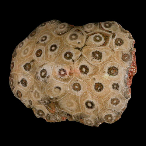 4.2" Polished Hexagonaria Coral Fossil Devonian Age 350 Million Yrs Old Morocco - Fossil Age Minerals