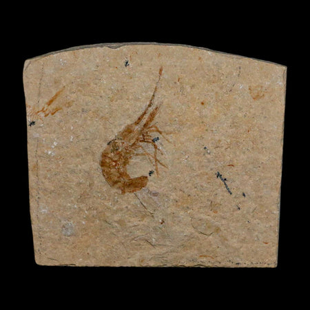 1.5" Fossil Shrimp Carpopenaeus Cretaceous Age 100 Mil Yrs Old Lebanon COA