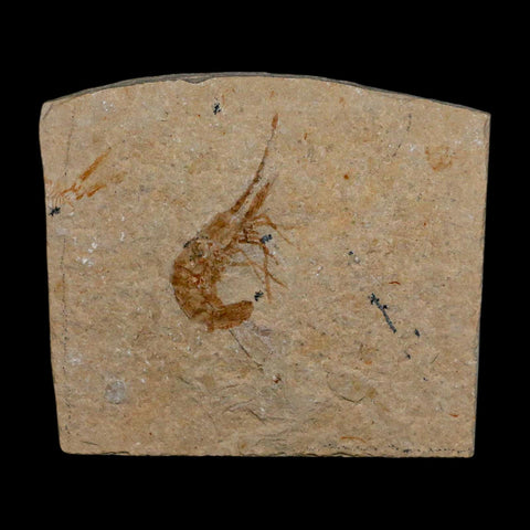 1.5" Fossil Shrimp Carpopenaeus Cretaceous Age 100 Mil Yrs Old Lebanon COA - Fossil Age Minerals
