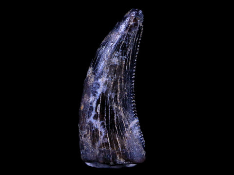 0.5" Dakotaraptor Serrated Tooth Fossil Raptor Hell Creek FM Montana COA, Display - Fossil Age Minerals