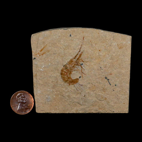 1.5" Fossil Shrimp Carpopenaeus Cretaceous Age 100 Mil Yrs Old Lebanon COA - Fossil Age Minerals