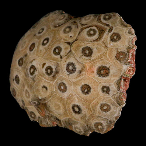 4.2" Polished Hexagonaria Coral Fossil Devonian Age 350 Million Yrs Old Morocco - Fossil Age Minerals