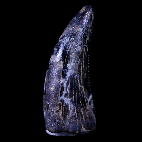 0.5" Dakotaraptor Serrated Tooth Fossil Raptor Hell Creek FM Montana COA, Display - Fossil Age Minerals