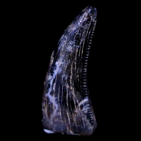 0.5" Dakotaraptor Serrated Tooth Fossil Raptor Hell Creek FM Montana COA, Display