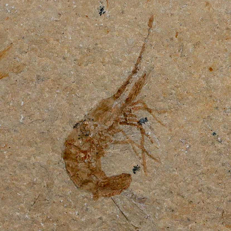 1.5" Fossil Shrimp Carpopenaeus Cretaceous Age 100 Mil Yrs Old Lebanon COA