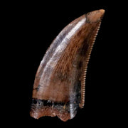 0.6" Saurornitholestes Raptor Serrated Tooth Fossil Judith River FM MT COA, Display
