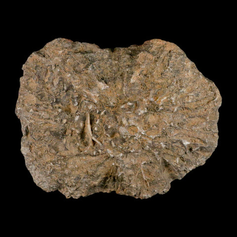4.2" Polished Hexagonaria Coral Fossil Devonian Age 350 Million Yrs Old Morocco - Fossil Age Minerals