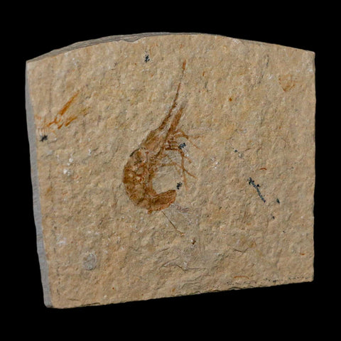 1.5" Fossil Shrimp Carpopenaeus Cretaceous Age 100 Mil Yrs Old Lebanon COA - Fossil Age Minerals