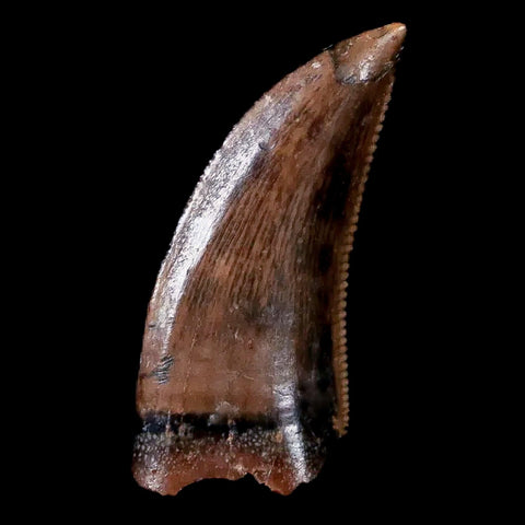 0.6" Saurornitholestes Raptor Serrated Tooth Fossil Judith River FM MT COA, Display - Fossil Age Minerals