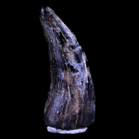 0.5" Dakotaraptor Serrated Tooth Fossil Raptor Hell Creek FM Montana COA, Display - Fossil Age Minerals