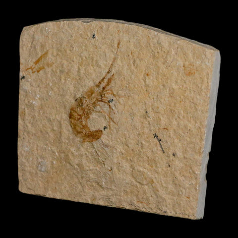 1.5" Fossil Shrimp Carpopenaeus Cretaceous Age 100 Mil Yrs Old Lebanon COA - Fossil Age Minerals