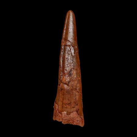 1.3" Pterosaur Coloborhynchus Fossil Tooth Upper Cretaceous Morocco COA, Display