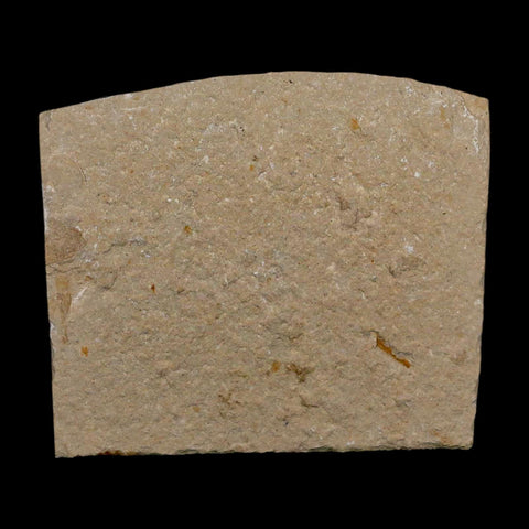 1.5" Fossil Shrimp Carpopenaeus Cretaceous Age 100 Mil Yrs Old Lebanon COA - Fossil Age Minerals
