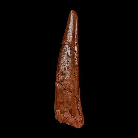1.3" Pterosaur Coloborhynchus Fossil Tooth Upper Cretaceous Morocco COA, Display