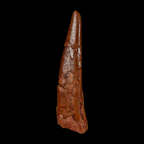 1.3" Pterosaur Coloborhynchus Fossil Tooth Upper Cretaceous Morocco COA, Display - Fossil Age Minerals