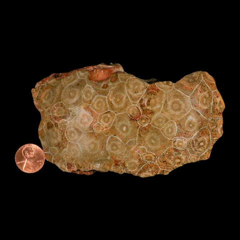 4.7" Polished Hexagonaria Coral Fossil Devonian Age 350 Million Yrs Old Morocco - Fossil Age Minerals