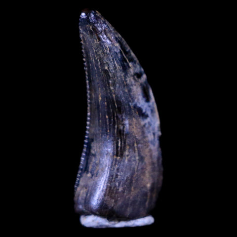 0.5" Dakotaraptor Serrated Tooth Fossil Raptor Hell Creek FM Montana COA, Display - Fossil Age Minerals