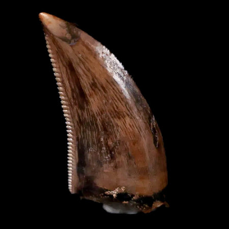 0.6" Saurornitholestes Raptor Serrated Tooth Fossil Judith River FM MT COA, Display