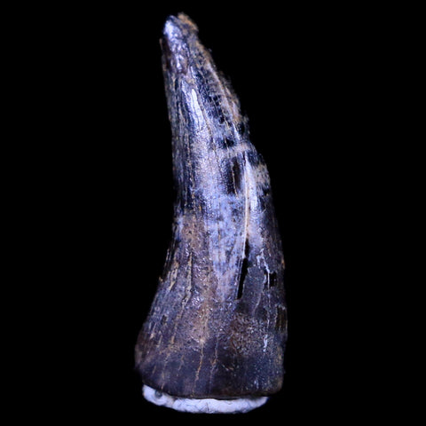 0.5" Dakotaraptor Serrated Tooth Fossil Raptor Hell Creek FM Montana COA, Display - Fossil Age Minerals