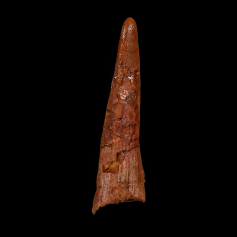 1.3" Pterosaur Coloborhynchus Fossil Tooth Upper Cretaceous Morocco COA, Display - Fossil Age Minerals