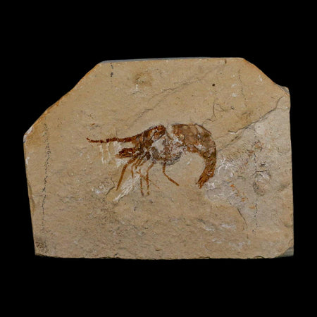 1.6" Fossil Shrimp Carpopenaeus Cretaceous Age 100 Mil Yrs Old Lebanon COA