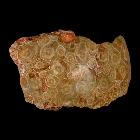4.7" Polished Hexagonaria Coral Fossil Devonian Age 350 Million Yrs Old Morocco - Fossil Age Minerals