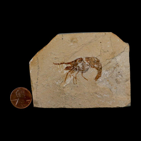 1.6" Fossil Shrimp Carpopenaeus Cretaceous Age 100 Mil Yrs Old Lebanon COA - Fossil Age Minerals
