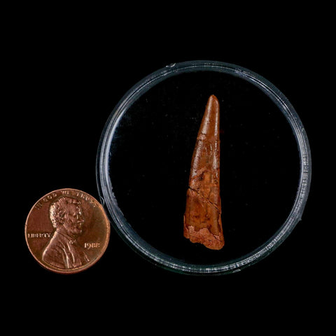1.3" Pterosaur Coloborhynchus Fossil Tooth Upper Cretaceous Morocco COA, Display - Fossil Age Minerals