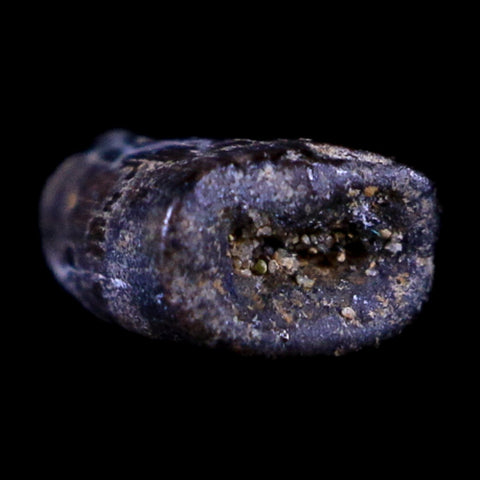 0.5" Dakotaraptor Serrated Tooth Fossil Raptor Hell Creek FM Montana COA, Display - Fossil Age Minerals