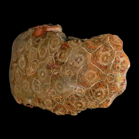 4.7" Polished Hexagonaria Coral Fossil Devonian Age 350 Million Yrs Old Morocco - Fossil Age Minerals