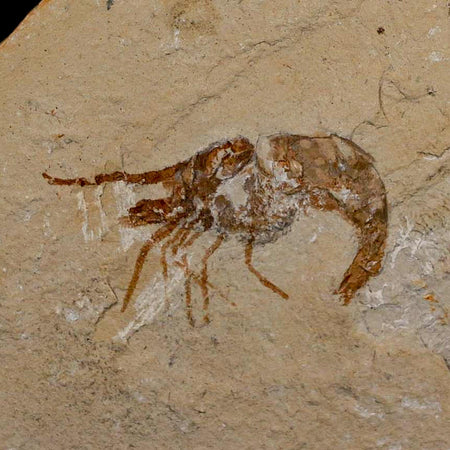 1.6" Fossil Shrimp Carpopenaeus Cretaceous Age 100 Mil Yrs Old Lebanon COA