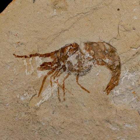 1.6" Fossil Shrimp Carpopenaeus Cretaceous Age 100 Mil Yrs Old Lebanon COA - Fossil Age Minerals