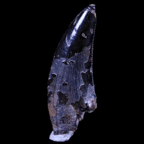 0.8" Dakotaraptor Serrated Tooth Fossil Raptor Hell Creek South Dakota COA, Display - Fossil Age Minerals
