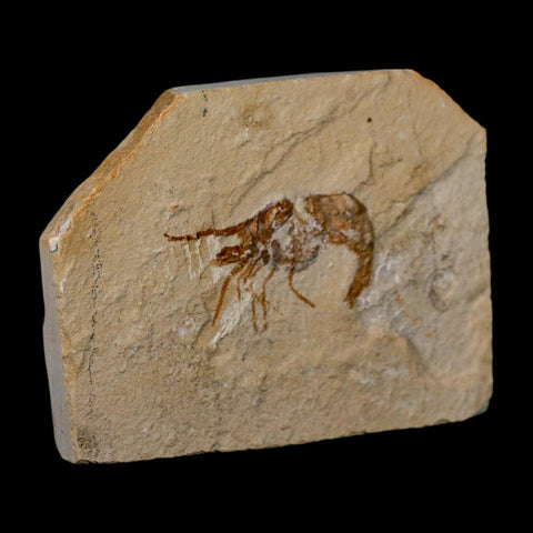 1.6" Fossil Shrimp Carpopenaeus Cretaceous Age 100 Mil Yrs Old Lebanon COA - Fossil Age Minerals