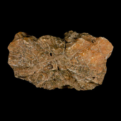 4.7" Polished Hexagonaria Coral Fossil Devonian Age 350 Million Yrs Old Morocco - Fossil Age Minerals