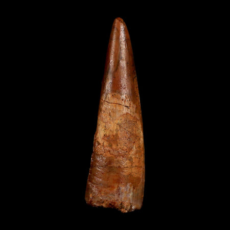 1.3" Pterosaur Coloborhynchus Fossil Tooth Upper Cretaceous Morocco COA, Display