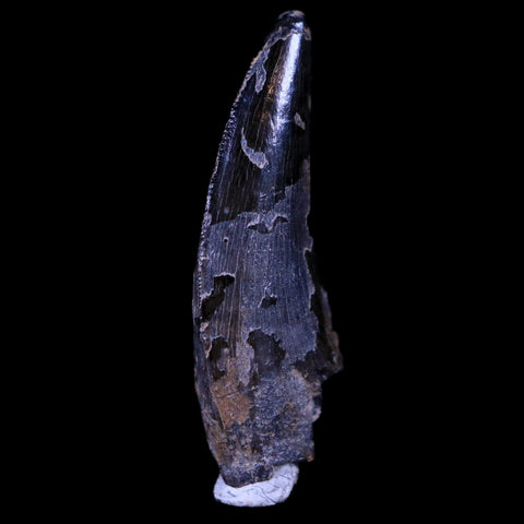 0.8" Dakotaraptor Serrated Tooth Fossil Raptor Hell Creek South Dakota COA, Display - Fossil Age Minerals