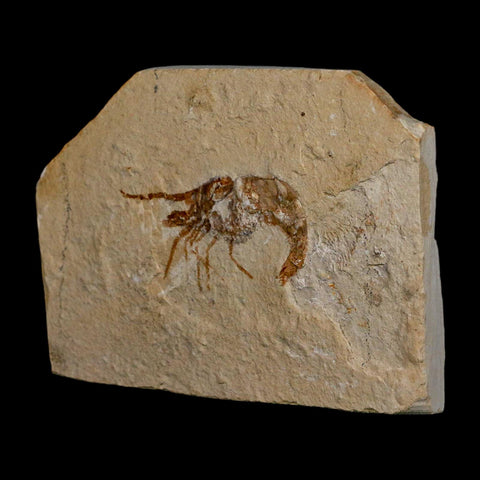 1.6" Fossil Shrimp Carpopenaeus Cretaceous Age 100 Mil Yrs Old Lebanon COA - Fossil Age Minerals