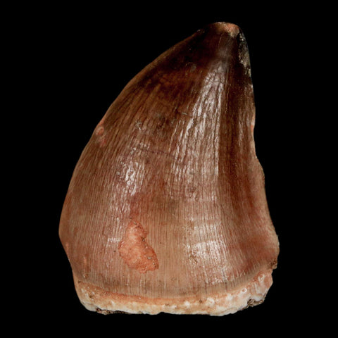 1.5" Mosasaur Prognathodon Fossil Tooth Cretaceous Dinosaur Era COA, Stand - Fossil Age Minerals