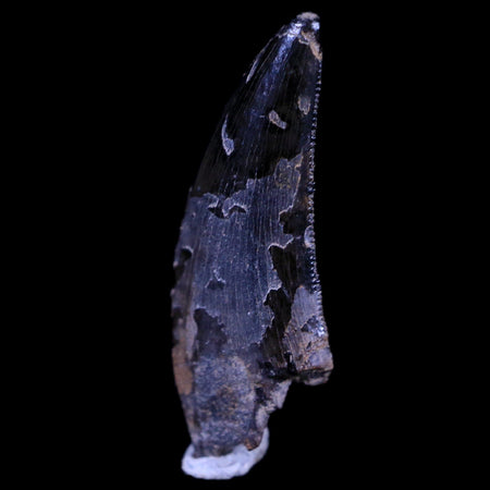0.8" Dakotaraptor Serrated Tooth Fossil Raptor Hell Creek South Dakota COA, Display