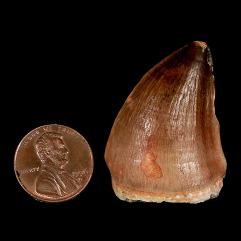 1.5" Mosasaur Prognathodon Fossil Tooth Cretaceous Dinosaur Era COA, Stand - Fossil Age Minerals